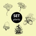 Set of plants for decoration. Royalty Free Stock Photo